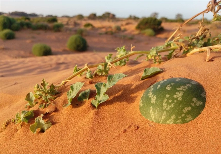 Vì sao không phải ai cũng có thể ăn "dưa hấu" mọc giữa sa mạc? - Ảnh 1.