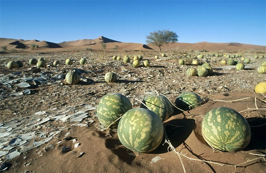 Vì sao không phải ai cũng có thể ăn "dưa hấu" mọc giữa sa mạc? - Ảnh 3.