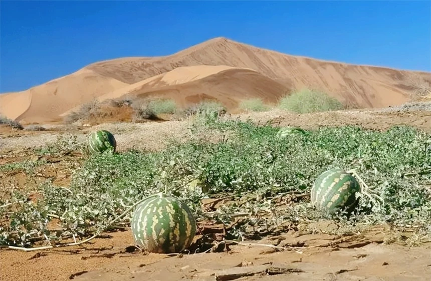 Vì sao không phải ai cũng có thể ăn "dưa hấu" mọc giữa sa mạc? - Ảnh 5.
