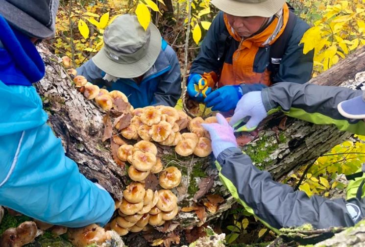 Văn hóa tìm kiếm thực phẩm hoang dã độc đáo của xứ Mặt trời mọc