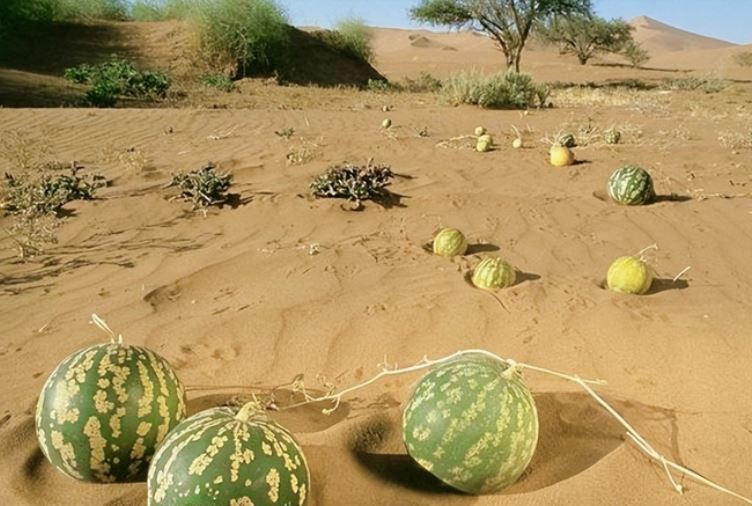 Vì sao không phải ai cũng có thể ăn dưa hấu mọc giữa sa mạc?