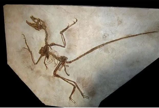 Phát hiện sốc từ tàn tích khủng long Khổng Tử