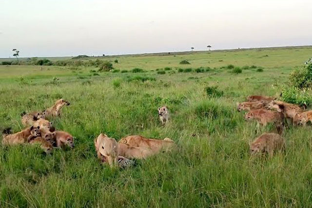 CLIP: Bầy linh cẩu cướp mồi của sư tử