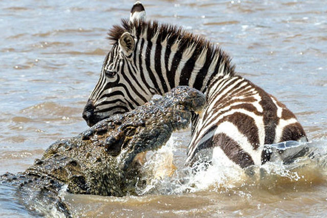 CLIP: Ngựa vằn chết thảm khi lọt vào vòng vây của bầy cá sấu khổng lồ