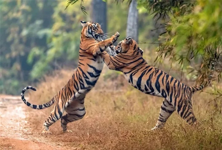 Trong 6 loài hổ hiện nay loài nào có khả năng chiến đấu giỏi nhất? - Ảnh 4.