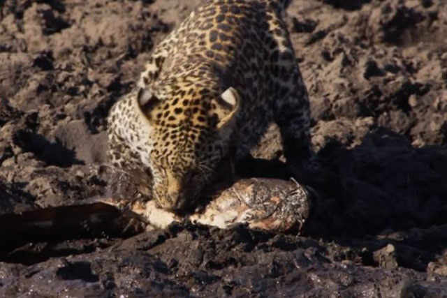 CLIP: Báo hoa mai tận hưởng bữa tiệc cá trê ‘khủng’