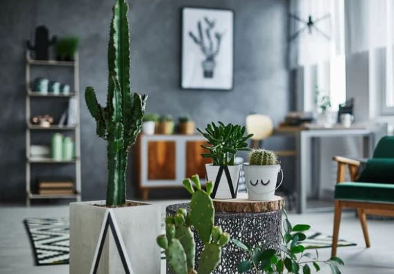 5 loại cây khắc phong thuỷ đặt trong nhà át hết vía thần tài, lại hút cạn may mắn: Bảo sao gia chủ mãi không khá lên