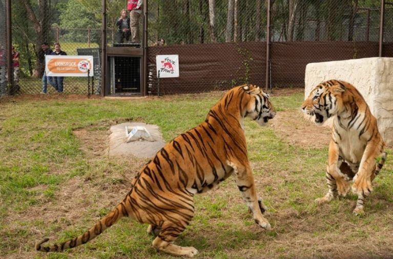 Trong 6 loài hổ hiện nay, loài nào có khả năng chiến đấu giỏi nhất?