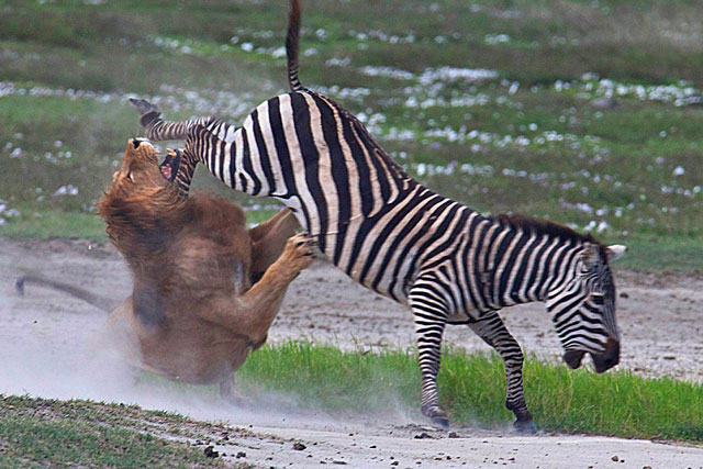 CLIP: Ngựa vằn tung cú đá chí mạng khiến sư tử dính chấn thương nặng