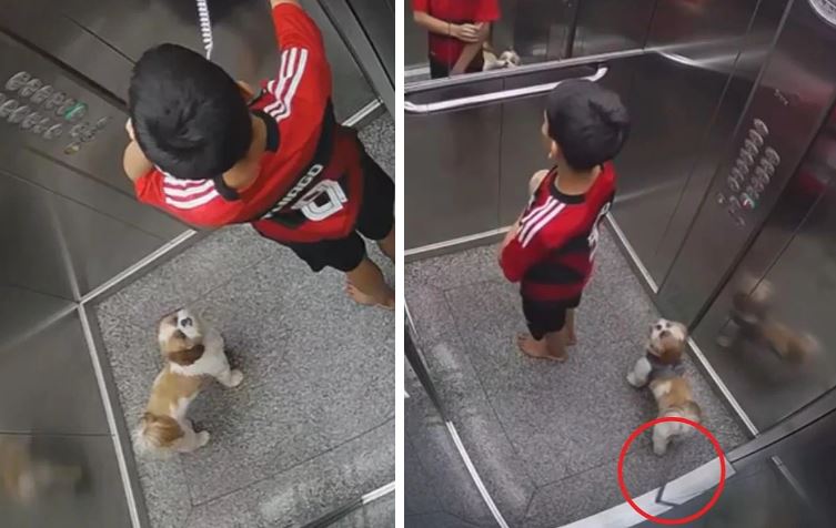 Chó cưng bị dây xích siết cổ trong thang máy, bé trai có hành động nhanh trí cứu sống con vật