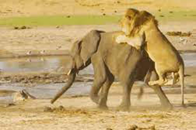 CLIP: ‘Vợ chồng’ sư tử hợp sức đoạt mạng voi con lạc mẹ