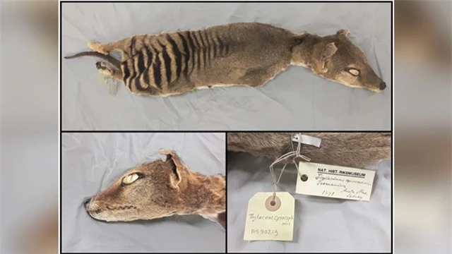 Các nhà nghiên cứu đã lấy mẫu mô từ mẫu hổ Tasmania 130 tuổi được bảo quản ở nhiệt độ phòng tại Bảo tàng Lịch sử Tự nhiên Thụy Điển.