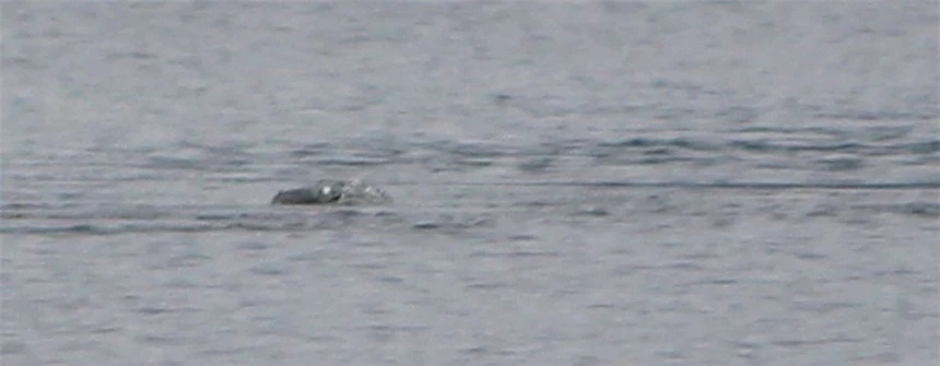 "Thợ săn" quái vật hồ Loch Ness công bố bức ảnh chứng minh sự tồn tại đáng kinh ngạc của thủy quái huyền thoại? - Ảnh 3.