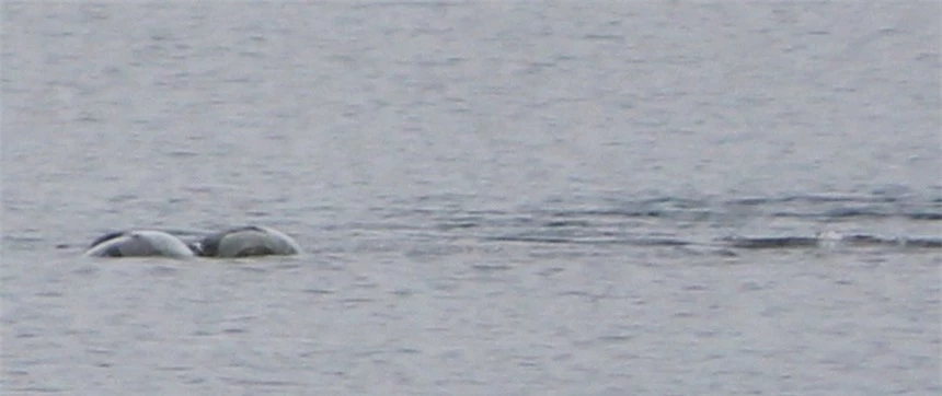 "Thợ săn" quái vật hồ Loch Ness công bố bức ảnh chứng minh sự tồn tại đáng kinh ngạc của thủy quái huyền thoại? - Ảnh 4.