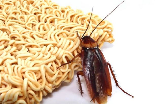 Cách diệt gián bằng nước mỳ tôm