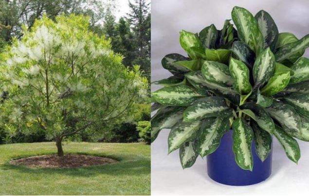 Người xưa dặn ‘Trước cửa có 6 cây này, không giàu cũng có của ăn của để, 3 đời hưởng phúc’