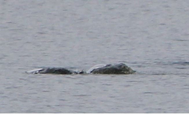 'Thợ săn' quái vật hồ Loch Ness công bố bức ảnh thủy quái huyền thoại?