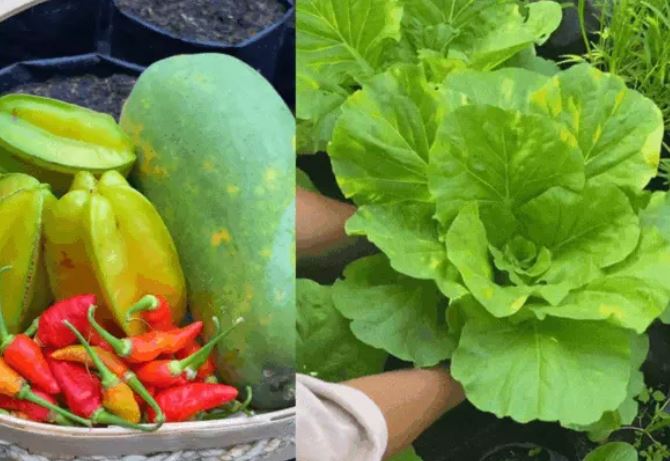 Khu vườn được trồng theo cách tiết kiệm nhưng mang đến hiệu quả bất ngờ của cô gái trẻ