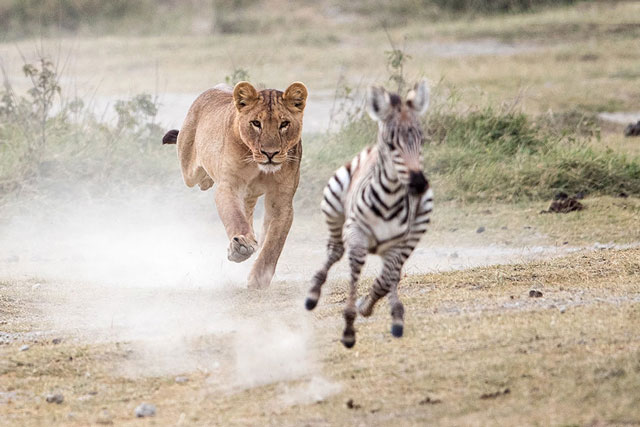 CLIP: Ngựa vằn chết thảm trước nanh vuốt của sư tử