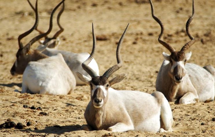 Những chiếc sừng và gạc ấn tượng trong vương quốc động vật