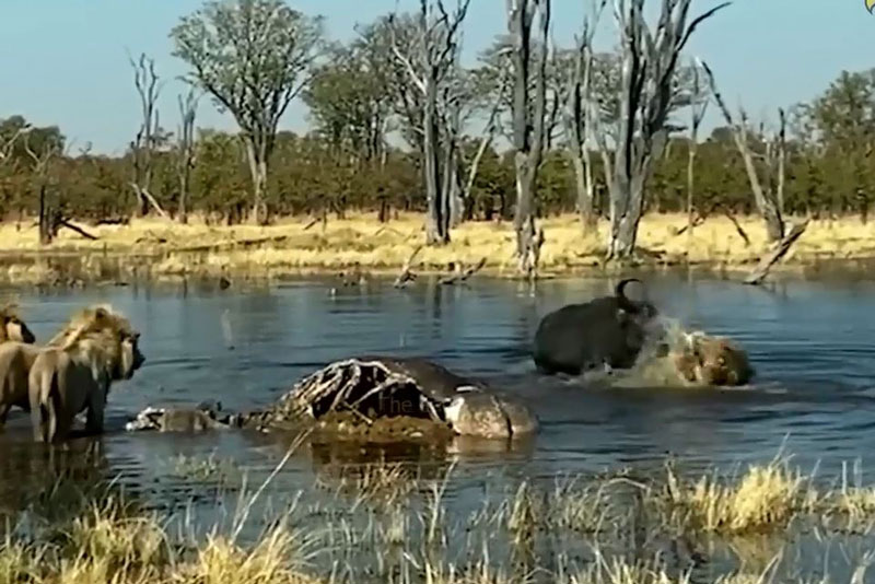 CLIP: Trâu rừng tung cú húc chí mạng khiến sư tử dính chấn thương nặng