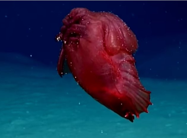 Cận cảnh 5 loài động vật kỳ lạ nhất được tìm thấy ở Nam Cực