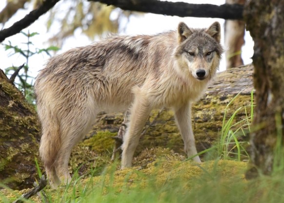 Điều kỳ lạ xảy ra với những con sói bị nhiễm ký sinh trùng 'thay đổi tâm trí'