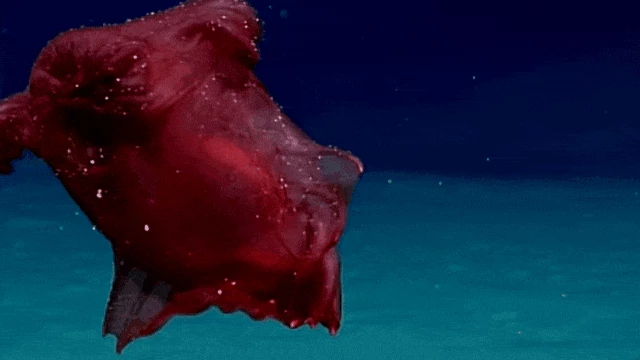 Hải sâm đỏ Enypniastes eximia có vẻ ngoài như 1 loài vật có lông vũ. (Ảnh: Nature)