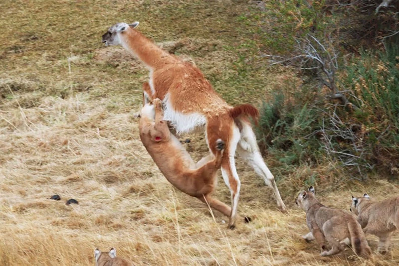 Báo sư tử săn lạc đà Guanaco.