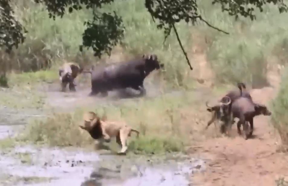 CLIP: Trâu rừng húc bay sư tử đực, giải cứu con non ngoạn mục