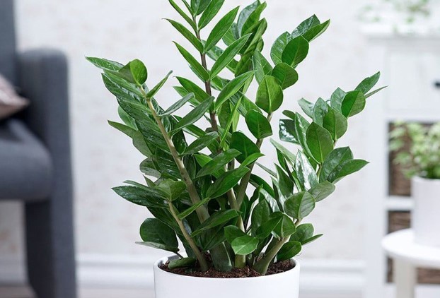 Cây kim tiền đặc biệt phù hợp với người tuổi này, trồng 1 cây trong nhà lộc không ngừng đến