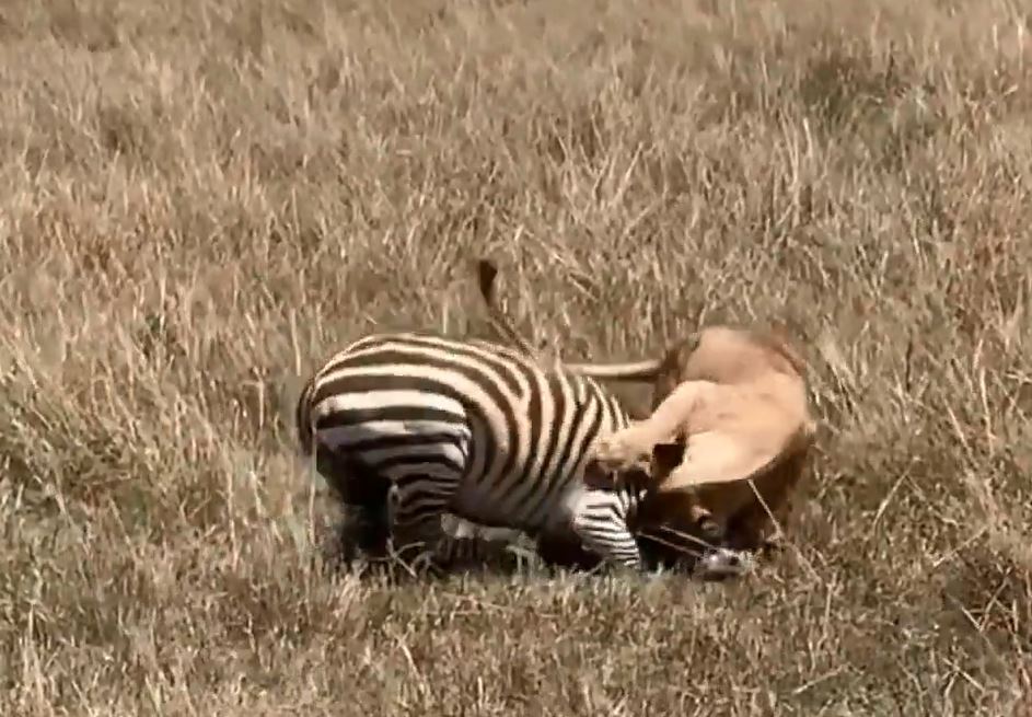 CLIP: Sư tử bất ngờ tiếp cận khiến báo săn ‘bỏ của chạy lấy người’