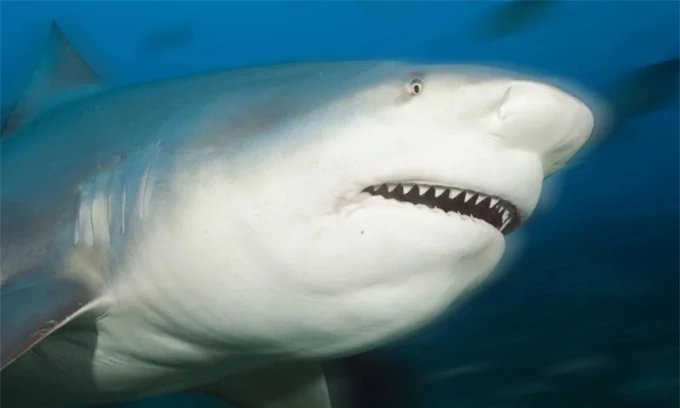 Úc: Kỳ lạ đàn cá mập sống trong hồ nước ở sân golf suốt 20 năm - Ảnh 1.