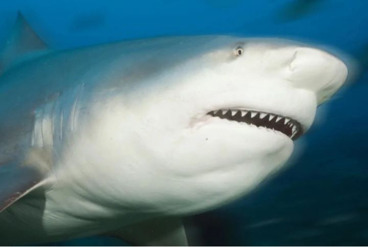 Kỳ lạ đàn cá mập sống trong hồ nước ở sân golf suốt 20 năm