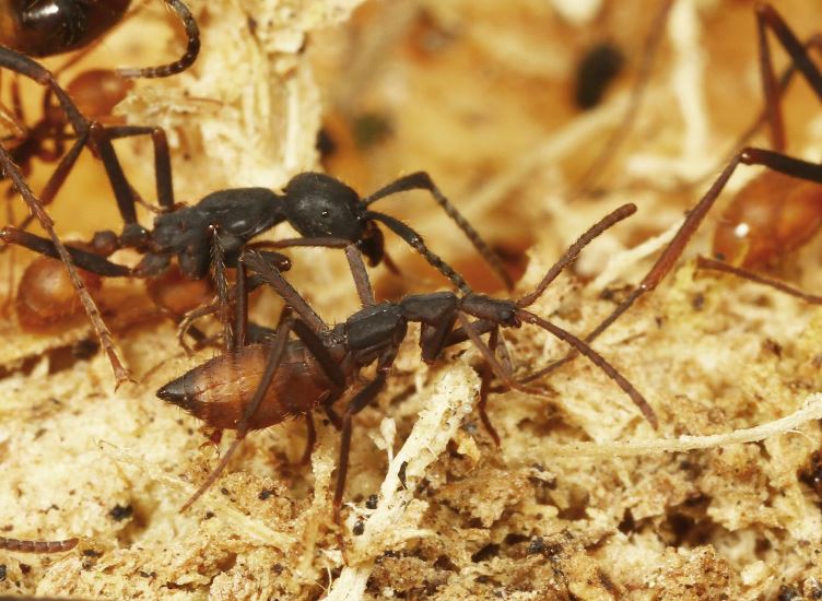 Đây là loài côn trùng lười biếng và lưu manh nhất hành tinh, không làm mà vẫn đòi có ăn