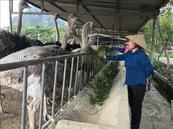 Gương Nông dân Việt Nam xuất sắc: Nuôi đà điểu thu lãi tiền tỷ