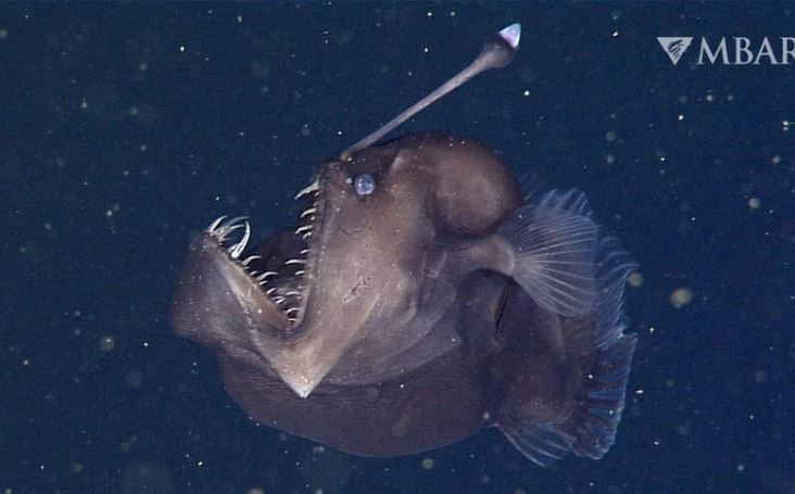 &#x110;&#xE2;u l&#xE0; l&#x1EDD;i gi&#x1EA3;i cho h&#xEC;nh th&#xF9; &quot;qu&#xE1;i d&#x1ECB;&quot; c&#x1EE7;a nh&#x1EEF;ng lo&#xE0;i c&#xE1; s&#x1ED1;ng d&#x1B0;&#x1EDB;i v&#xF9;ng bi&#x1EC3;n s&#xE2;u?