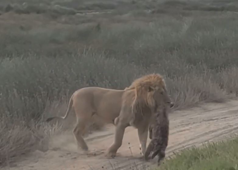 CLIP: Lạc vào lãnh địa của sư tử, linh cẩu bị đối thủ xử tử