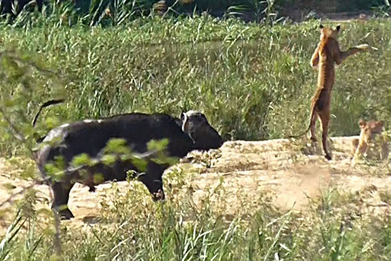 CLIP: Mải chơi đùa với kỳ đà, sư tử con bị trâu rừng húc bay lên trời