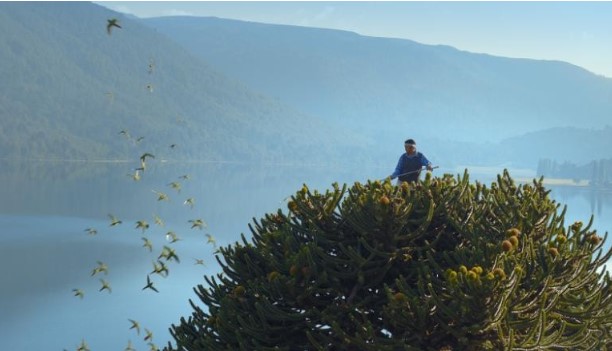 Lo&#xE0;i c&#xE2;y t&#x1ED3;n t&#x1EA1;i t&#x1EEB; k&#x1EF7; Jura c&#xF3; nguy c&#x1A1; tuy&#x1EC7;t ch&#x1EE7;ng