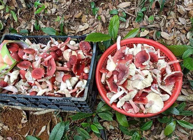 "Lộc trời" chỉ mọc vào ban đêm, xưa không ai ăn, nay dân soi đèn hái về bán thành đặc sản nổi tiếng, 350.000 đồng/kg - 2