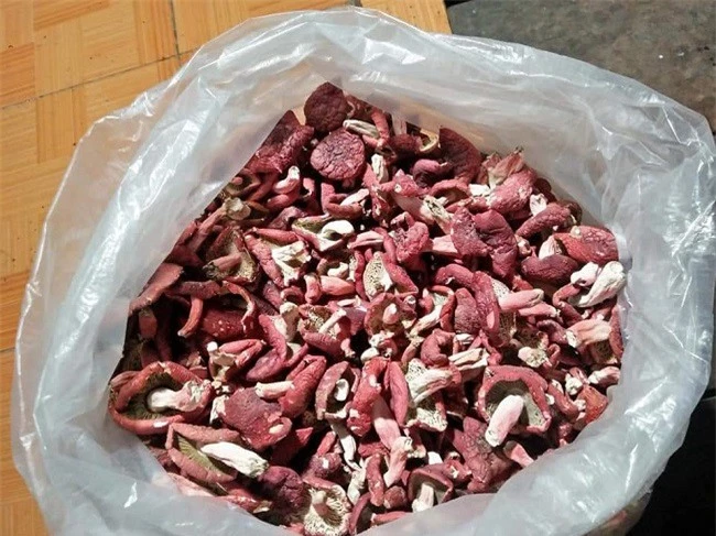 "Lộc trời" chỉ mọc vào ban đêm, xưa không ai ăn, nay dân soi đèn hái về bán thành đặc sản nổi tiếng, 350.000 đồng/kg - 3