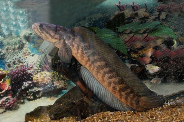 Loại cá có tên lạ, nay thành đặc sản hiếm nổi tiếng thơm ngọt, dân thành phố thích mê, 200.000 đồng/kg