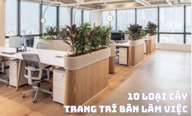Top 10 loại cây để bàn làm việc vừa đẹp vừa sang lại rất dễ chăm sóc, có loại chỉ 35 nghìn