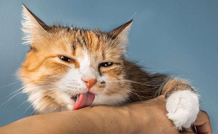 Chuyện gì xảy ra khi 'boss' mèo thường xuyên liếm láp người 'con sen'?