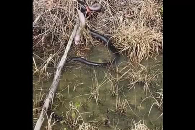 Clip: Lươn đối đầu với rắn tưởng thua chắc nhưng tình thế đảo ngược nhờ yếu tố bất ngờ