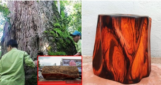 Khúc gỗ 5.000 năm tuổi từng được rao bán 10 tỷ đồng ở Hà Nội: Thuộc top đầu gỗ quý nhất Việt Nam