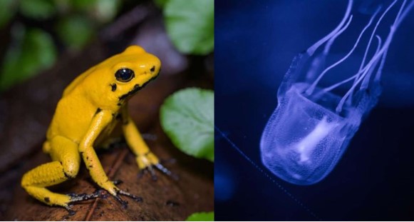 Những loài động vật nguy hiểm chết người, được mệnh danh là ‘cái chết đen’ của thế giới hoang dã