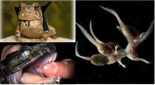 Bí ẩn sinh vật độc lạ chỉ có ở Việt Nam: Là loài kỳ quái nhất thế giới, nghe tên đã thấy rùng mình