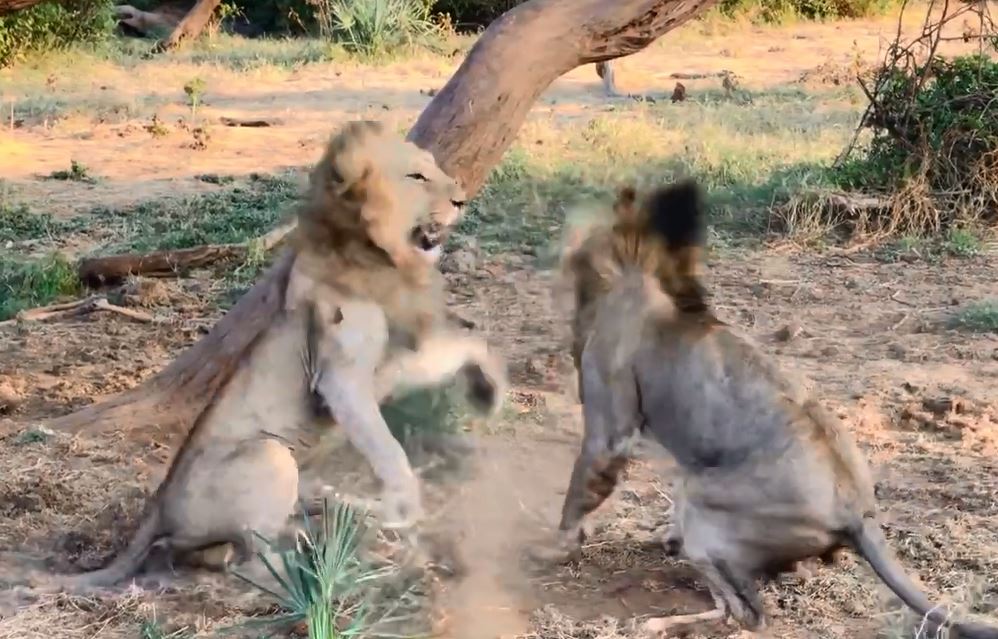 CLIP: Sư tử ác chiến dữ dội để bảo vệ ‘vợ’